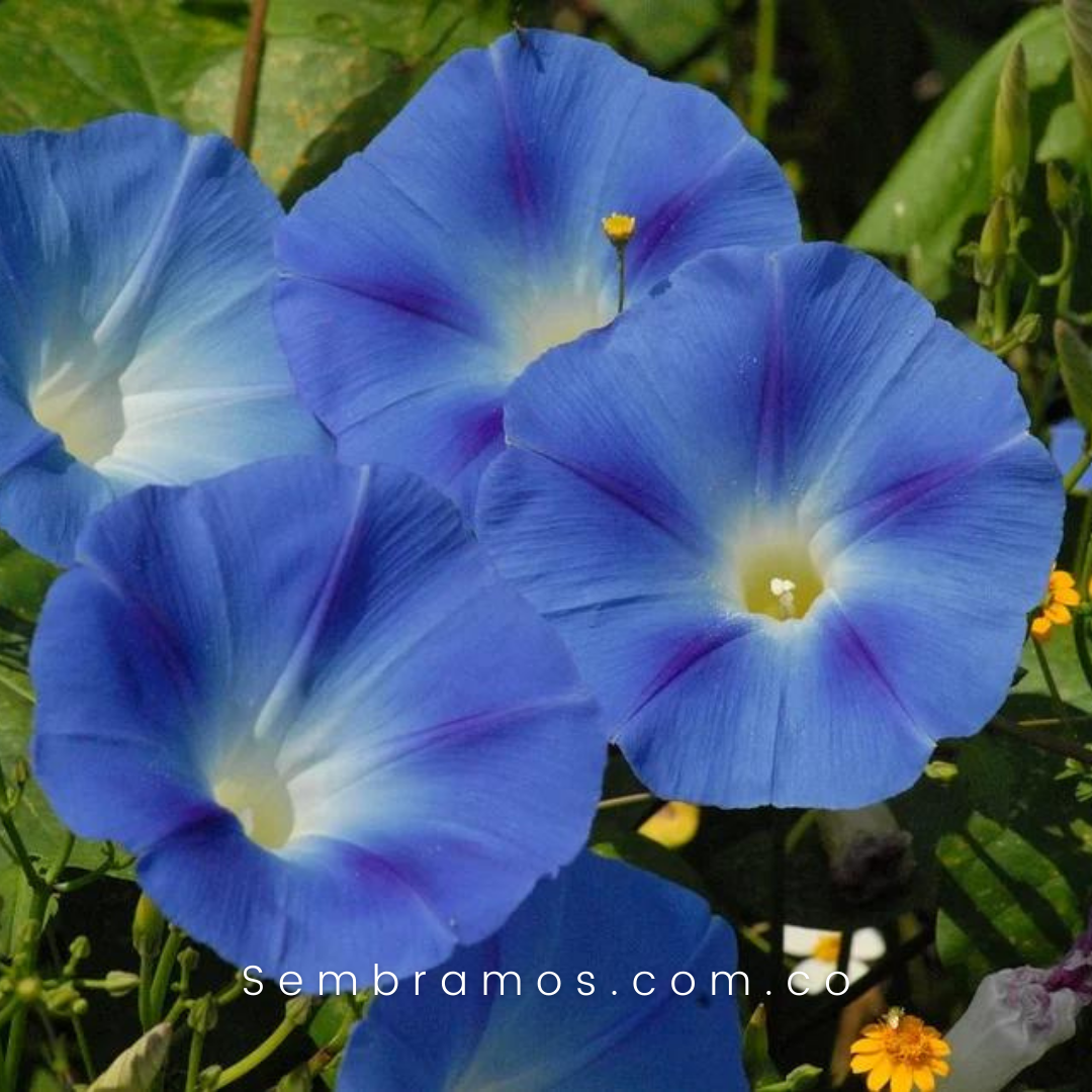 semillas campanilla flor azul