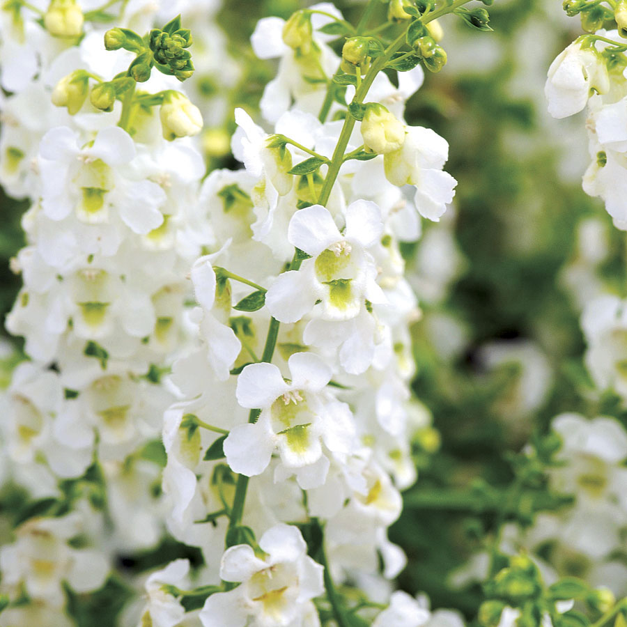planta angelonia blanca