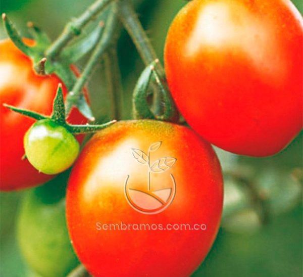 Semillas Tomate Chonto Santa Cruz