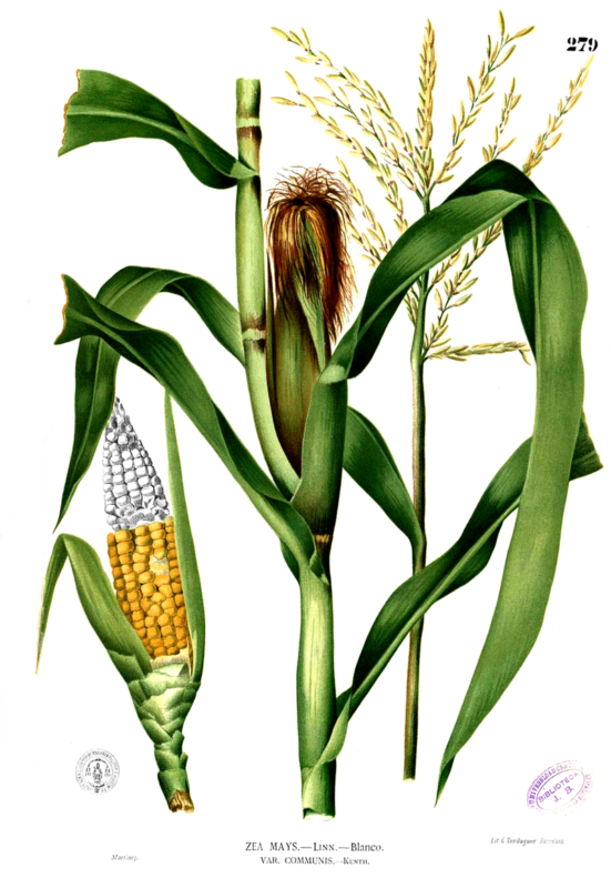 semillas maíz de colores glass gem