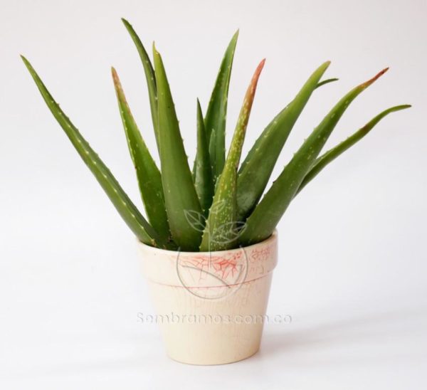 Planta Aloe Vera | Penca | Aloe