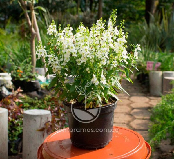 Planta Angelonia Blanca | Maceta Tradicional