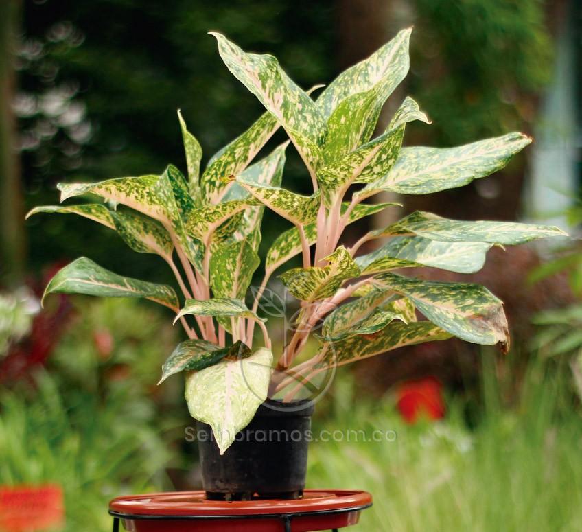 Planta Aglaonema Mariposa | Maceta Tradicional