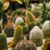 Semillas Cactus mezcla variada sobre x 0.3 g