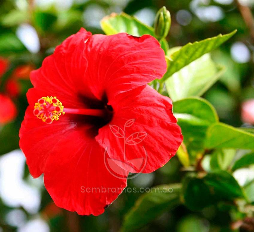 Semillas Flor de Jamaica | Venta de Plantas y Semillas | Tienda Online