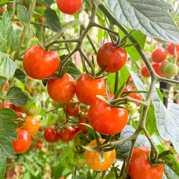 Semillas Tomate Cherry