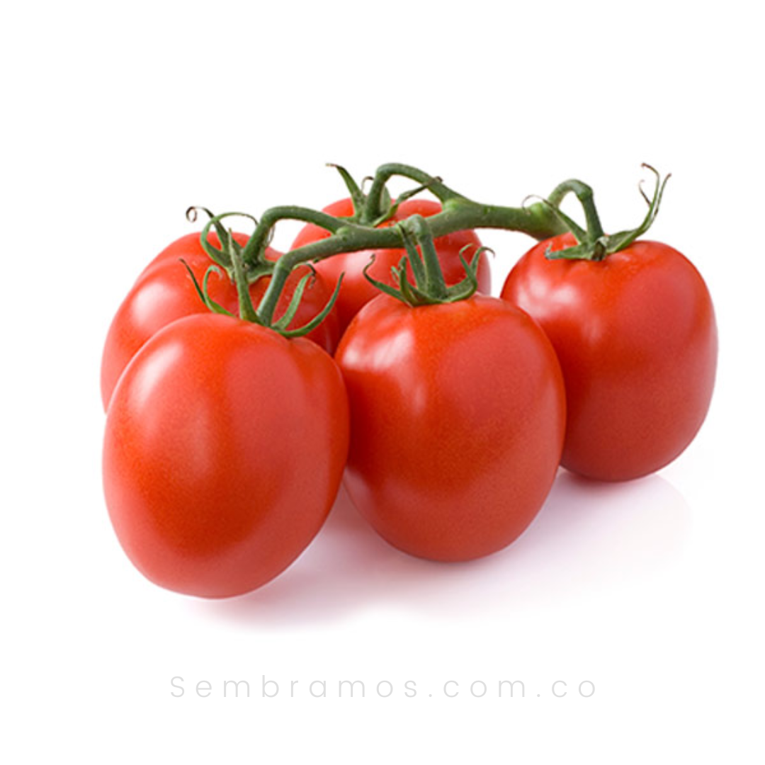Semillas Tomate Chonto Santa Cruz