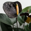 planta anturio negro