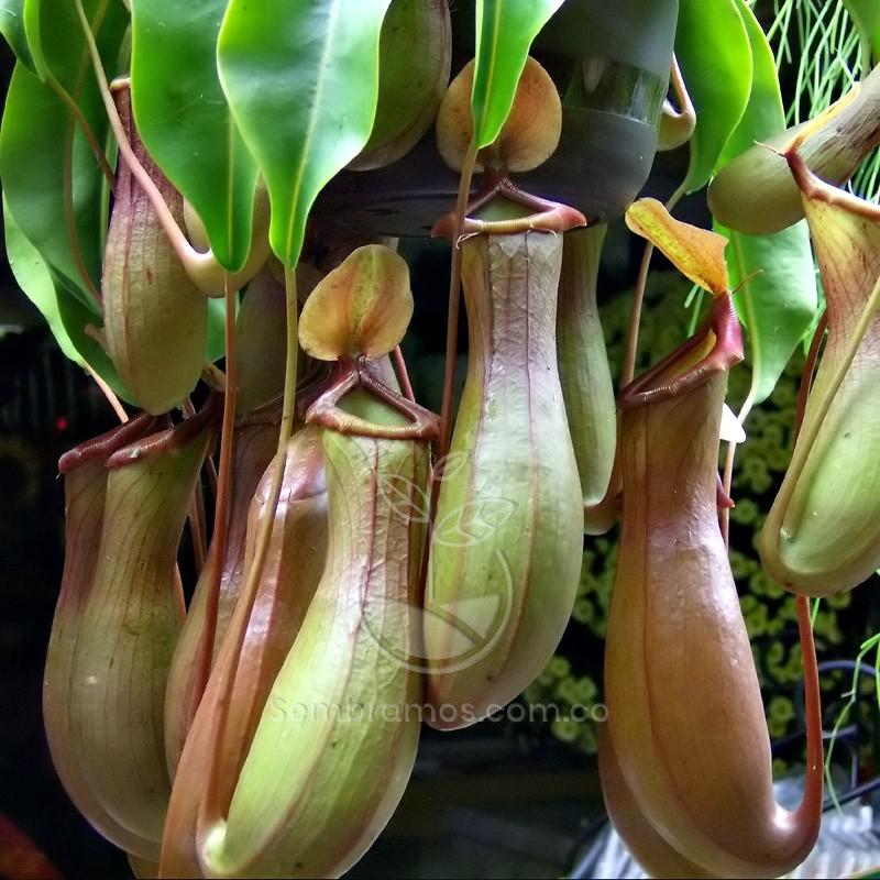 Semillas Nepenthes (Paquete X 25)