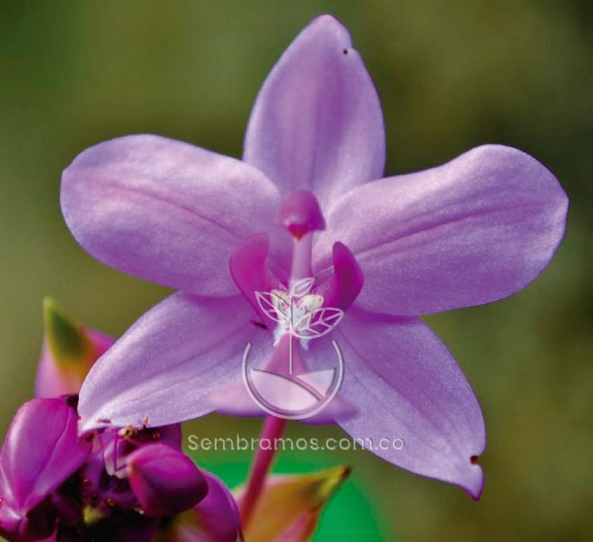 Semillas Orquídea Variada (Paquete X10)