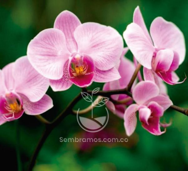 Semillas Orquídea Variada (Paquete X10)