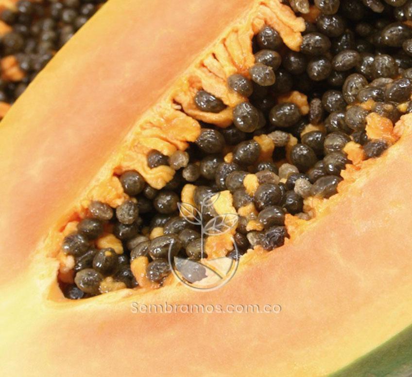 Semillas Papaya Melona Roja sobre x 2 g
