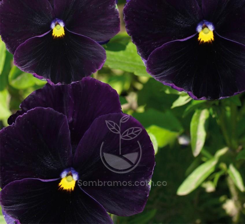 Viola tricolor seeds pensamientos Pensamiento Gigante Variado 150 semillas
