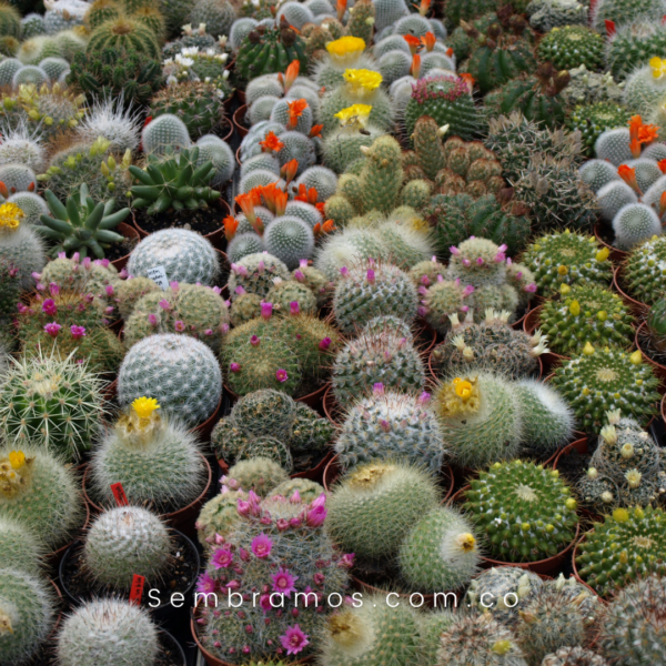 semillas cactus variados