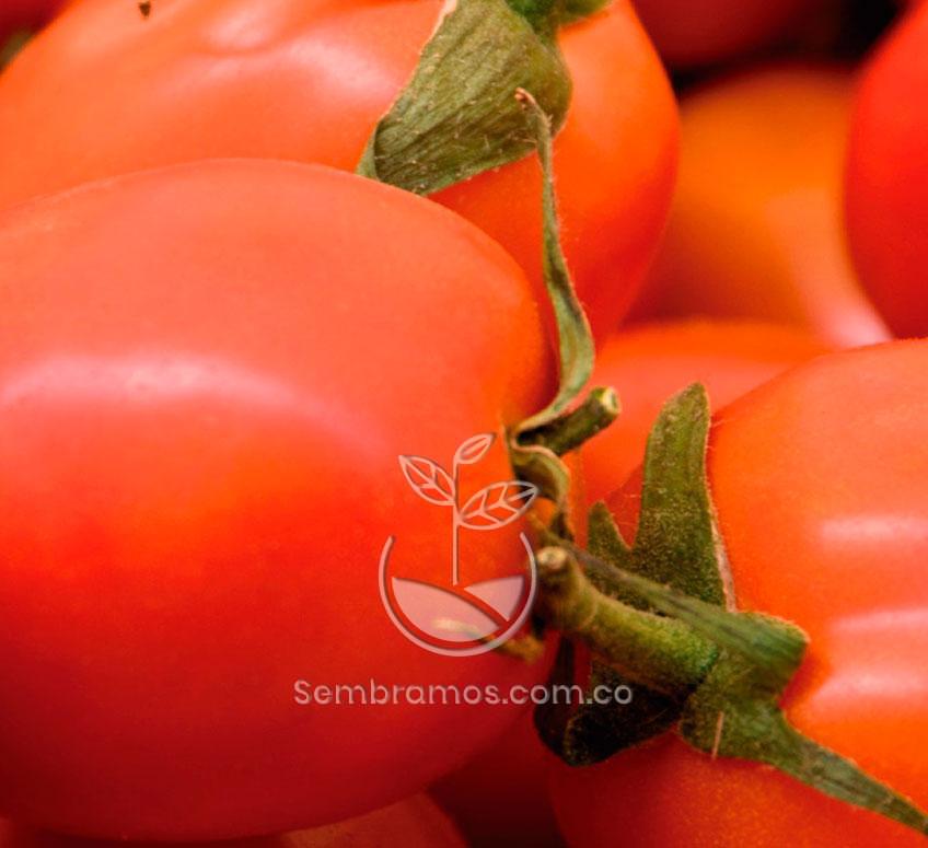 Semillas Tomate Chonto Santa Clara
