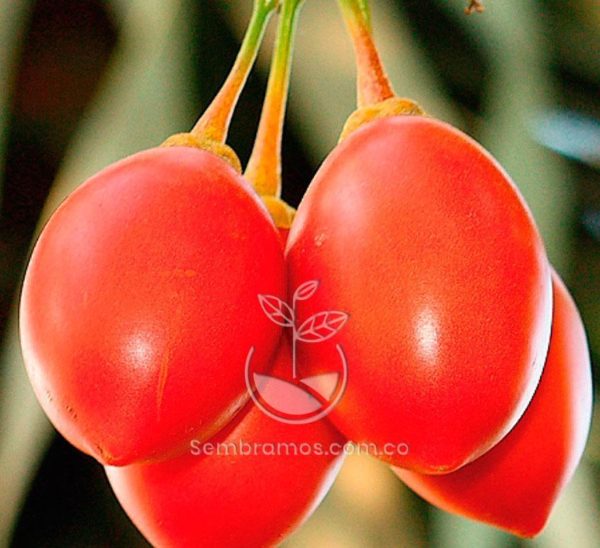 Semillas Tomate de Árbol
