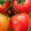 Semillas Tomate Marglober
