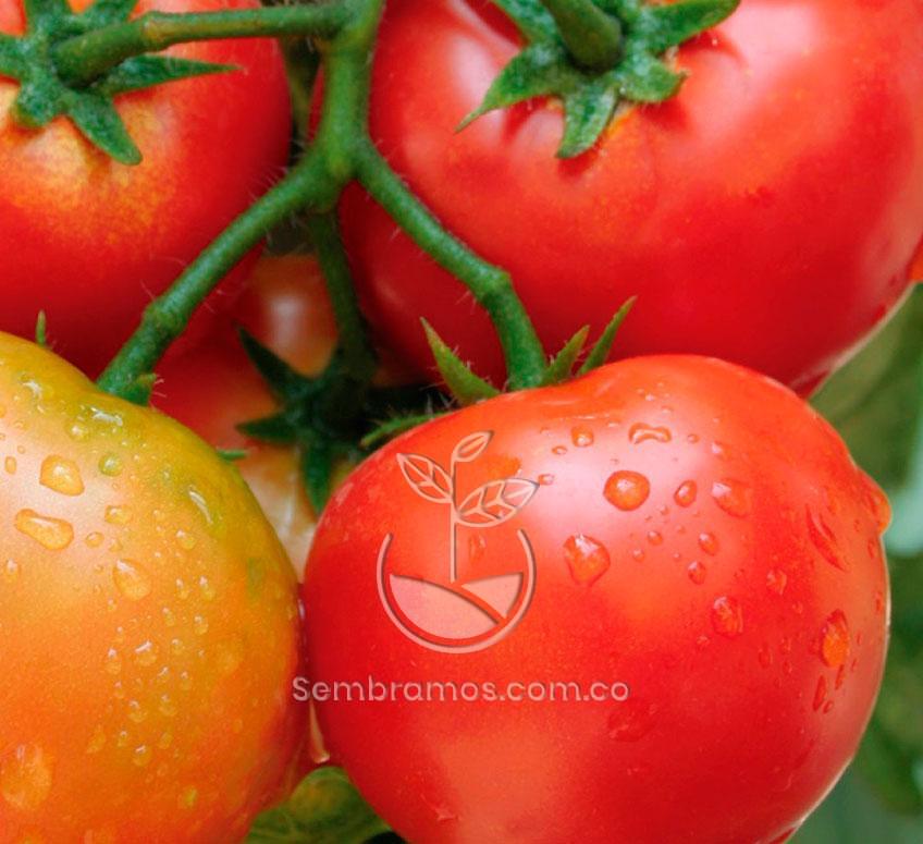 Semillas Tomate Marglober