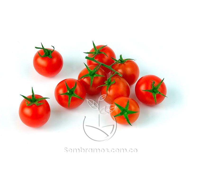 Semilla Tomate Cherry