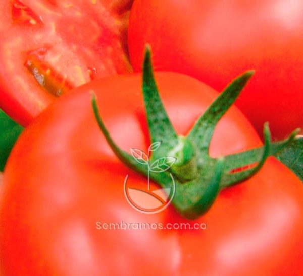 Semillas Tomate Manalucie
