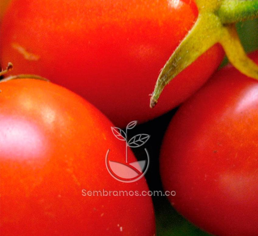 Semillas Tomate Rio Grande