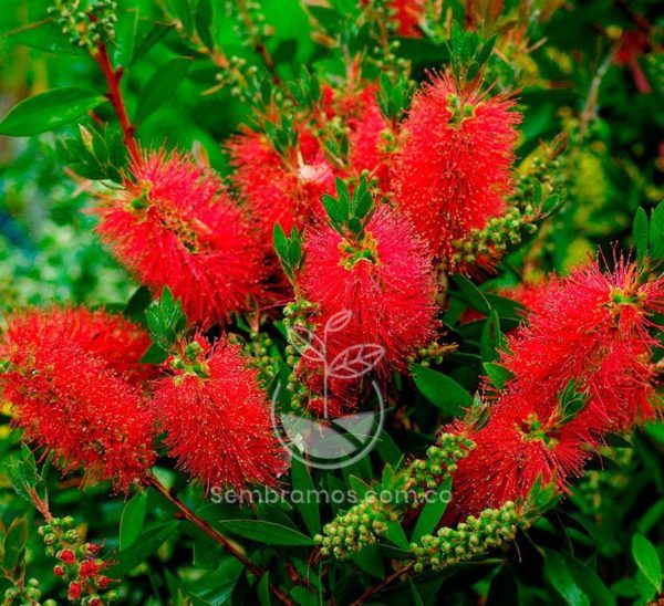 Semillas de Árbol Tulipán Africano | Envíos en Colombia | Vivero Online