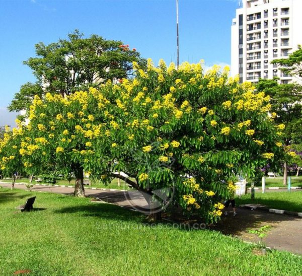 Semillas de Árbol Tulipán Africano | Envíos en Colombia | Vivero Online