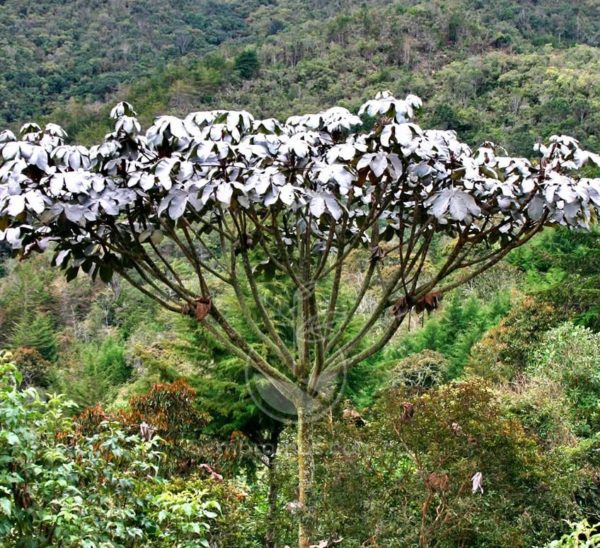 Árbol Yarumo Blanco | Envíos a Todo Colombia | Tienda Online de Plantas