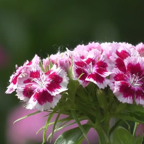planta clavelina rosada