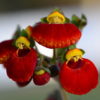 planta calceolaria roja