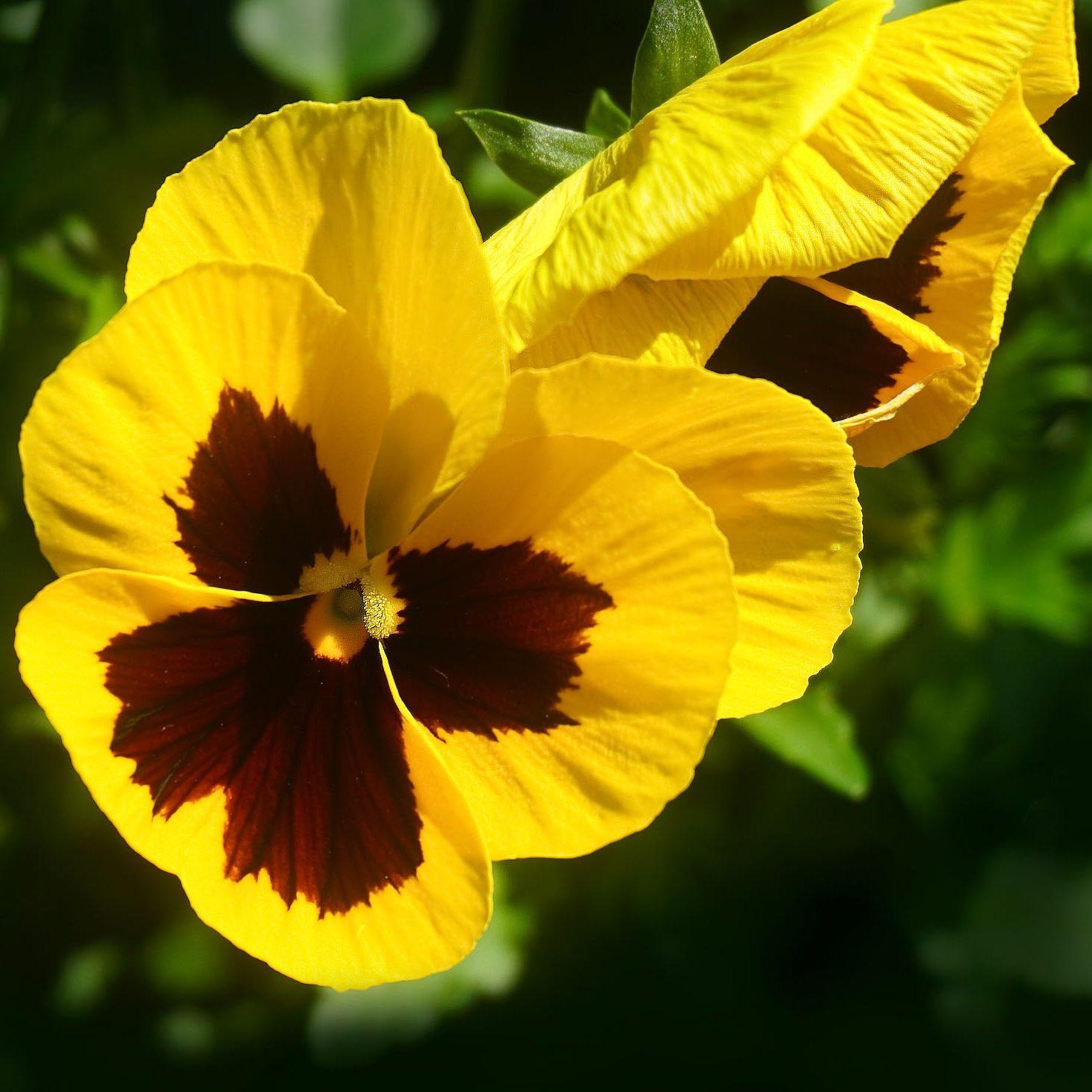 Planta Pensamiento Amarillo | Venta de Plantas y Semillas | Tienda Online
