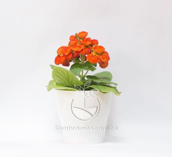 Planta Calceolaria Naranja