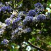 árbol guayacán azul (Guaiacum oficinale)