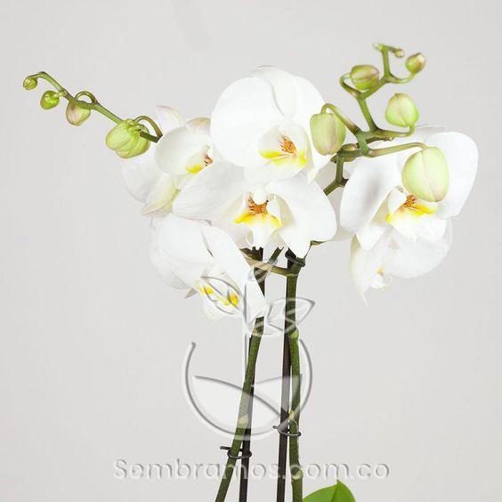 orquídea blanca