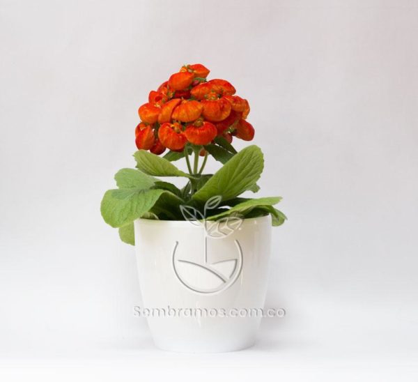 Planta Calceolaria Naranja