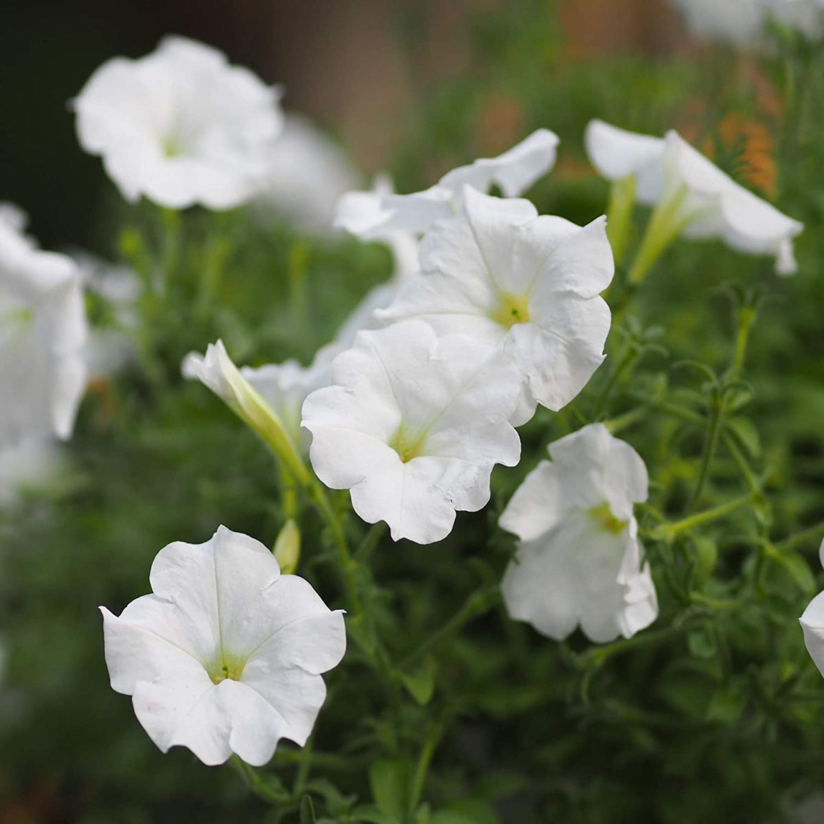 planta petunia blanca