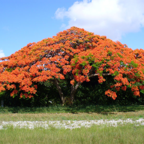 árbol acacia roja