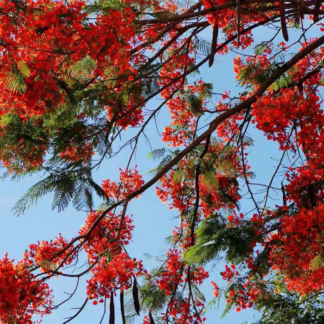 Árbol Acacia Roja | Envíos a Todo Colombia | Tienda Online de Jardinería