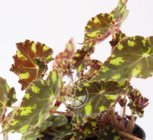 Detalle de la Planta Begonia Tiger en Maceta Decorativa Miu Cobre