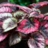 Especie de Begonia Hoja | Begonia Rex | Begonia