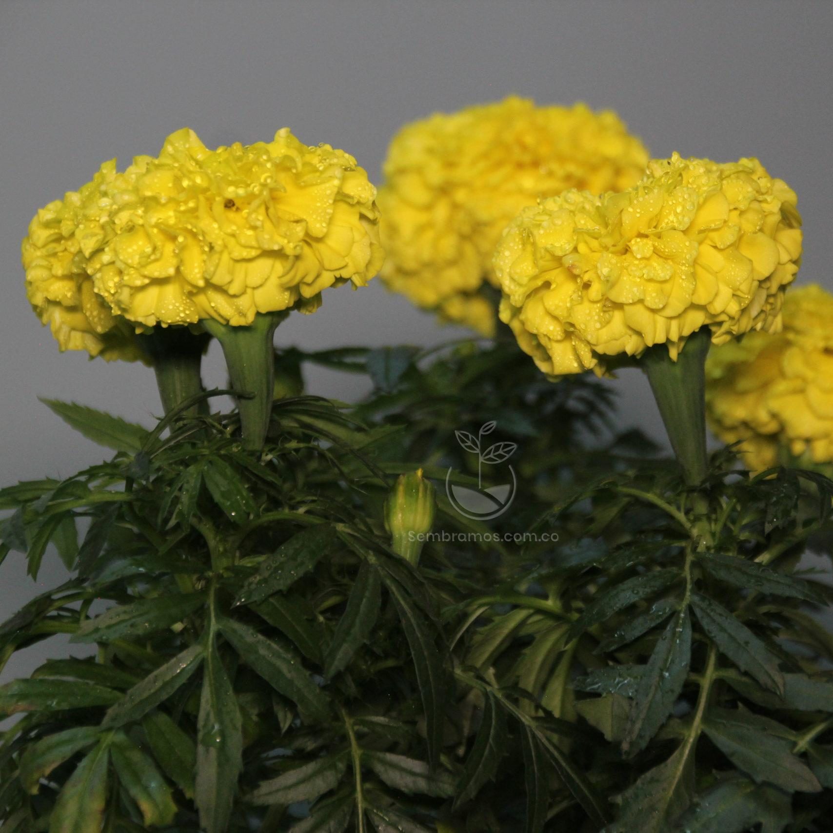 Planta Marigold Amarillo | Venta de Plantas y Semillas | Tienda Online