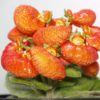 planta calceolaria naranja