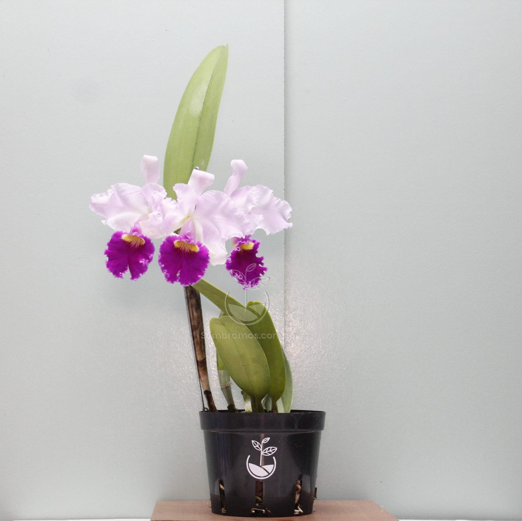 Planta Orquídea Cattleya Morada | Venta de Plantas y Semillas Online