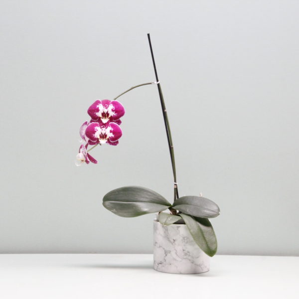 orquídea phalaenopsis morada