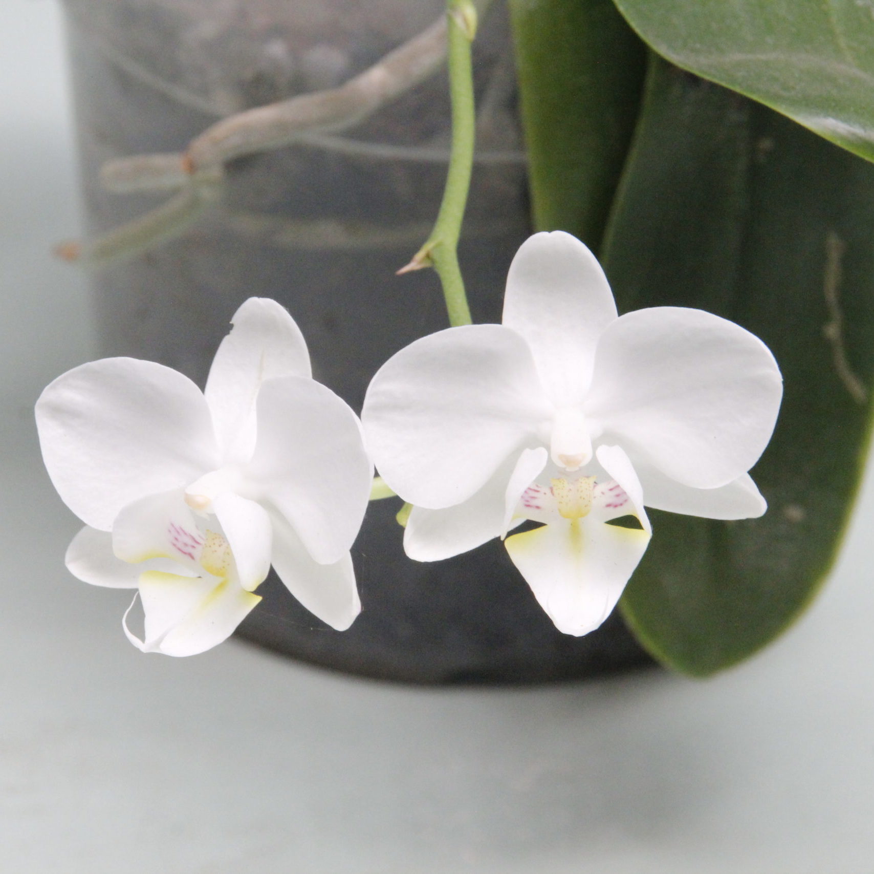 Planta Orquídea Phalaenopsis Blanca | Venta de Plantas y Semillas Online