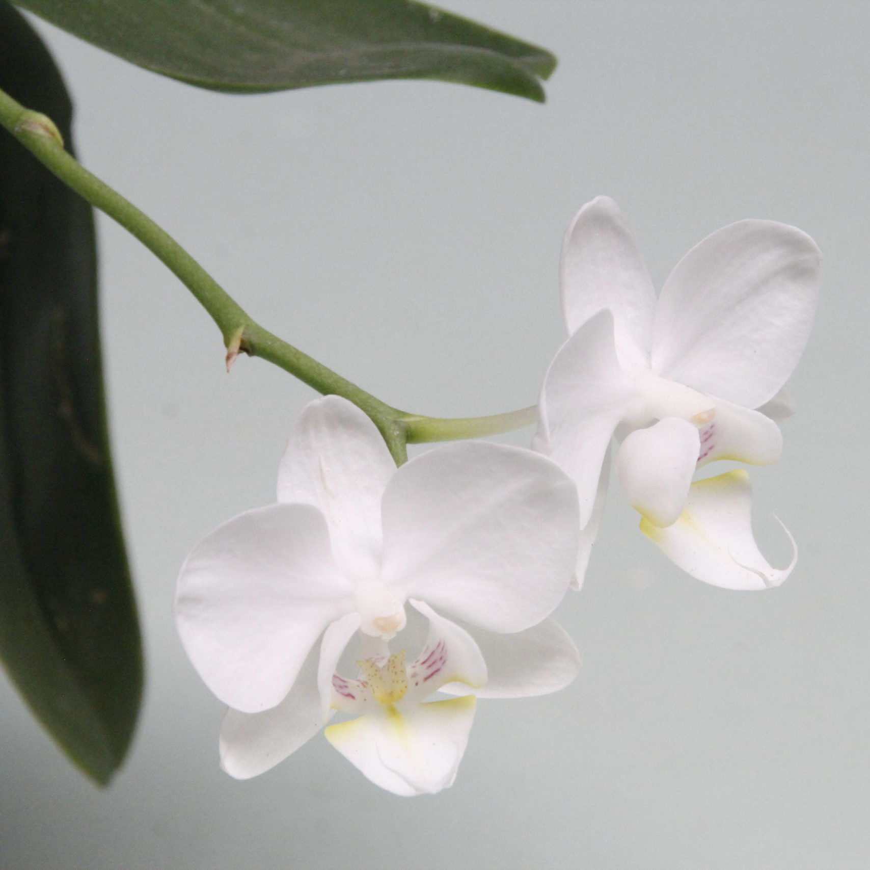 Planta Orquídea Phalaenopsis Blanca | Venta de Plantas y Semillas Online