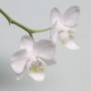 planta orquídea phalaenopsis blanca