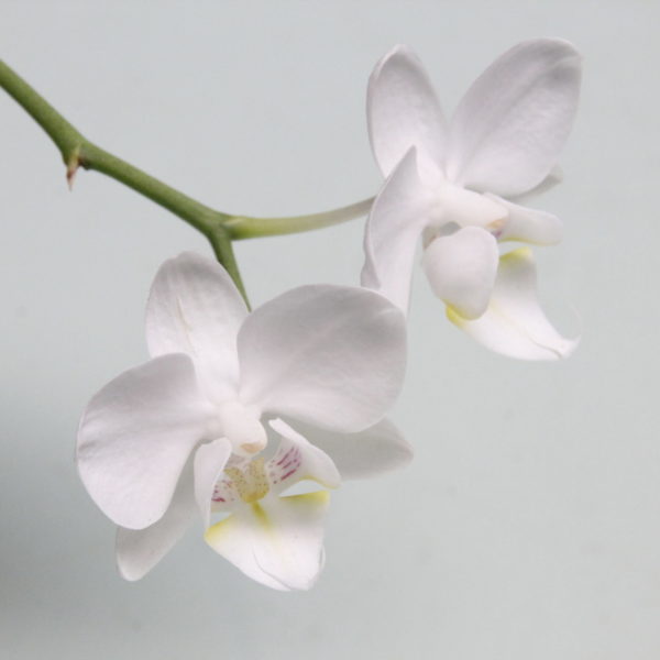 planta orquídea phalaenopsis blanca