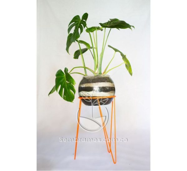 Planta Balazo en portamacetas metalico Naranja