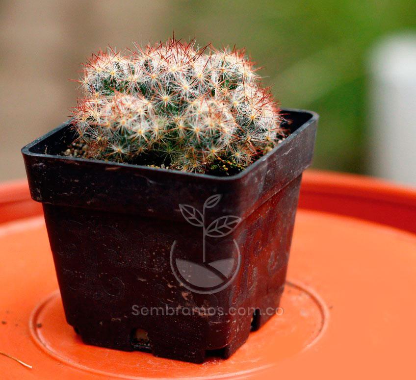 Cactus Gracilis | Mammillaria Gracilis | Cacteae